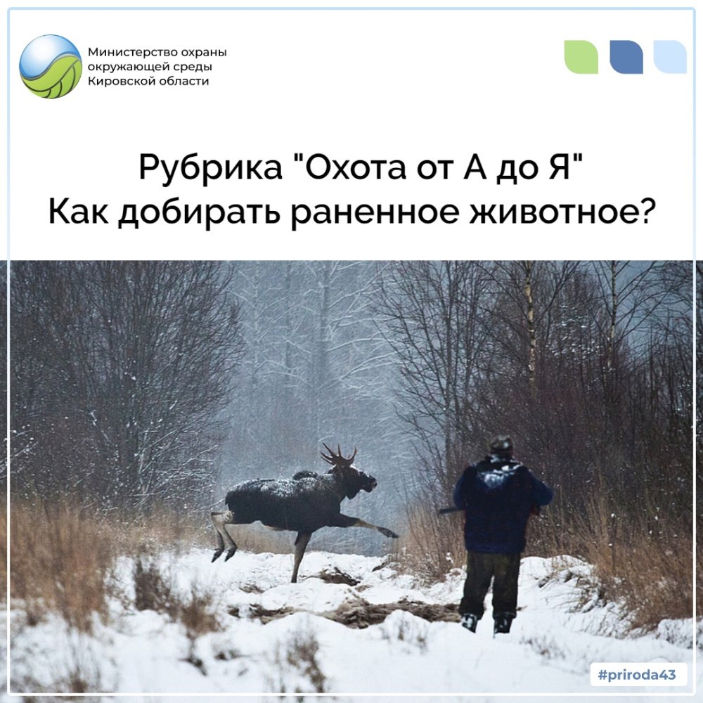 Как добирать раненное животное?