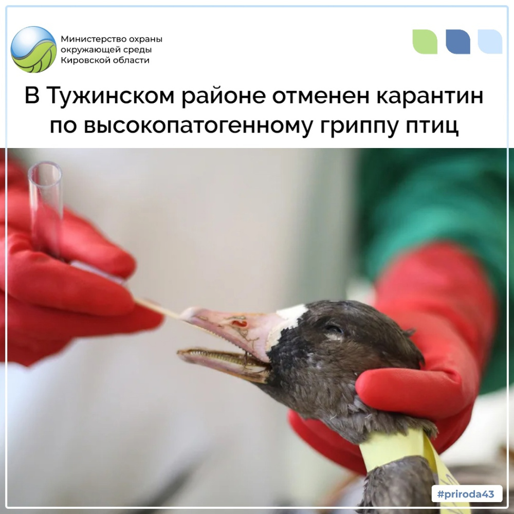 В Тужинском районе отменен карантин по высокопатогенному гриппу птиц
