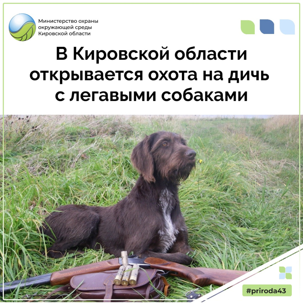 С 25 июля в Кировской области открывается охота на болотно-луговую дичь с легавыми собаками
