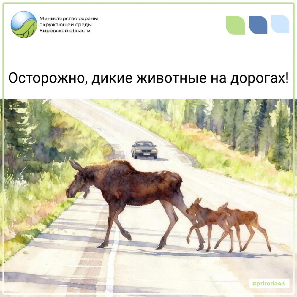 Осторожно, дикие животные на дорогах!
