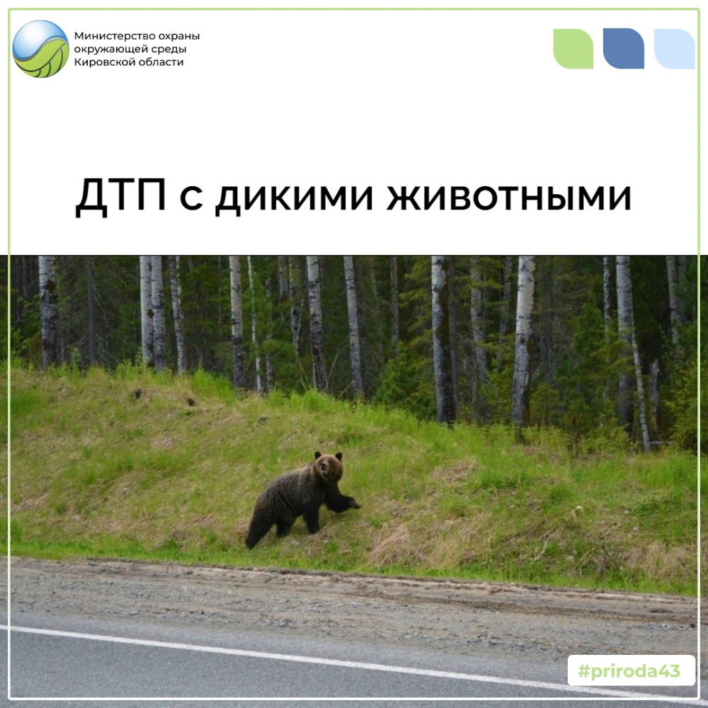 ДТП с дикими животными за май 2024 года