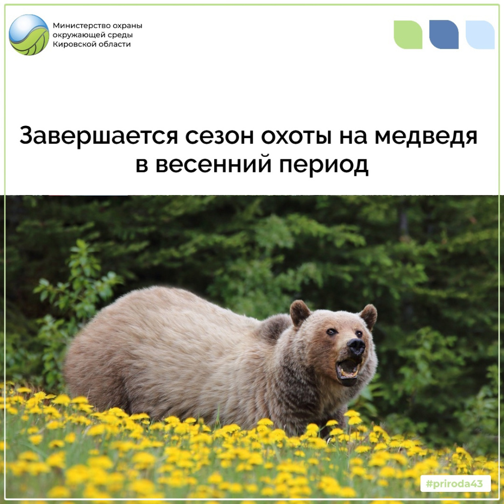10 июня завершается охота на медведя в весенний период