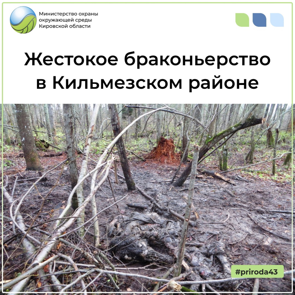 Жестокое браконьерство в Кильмезком районе