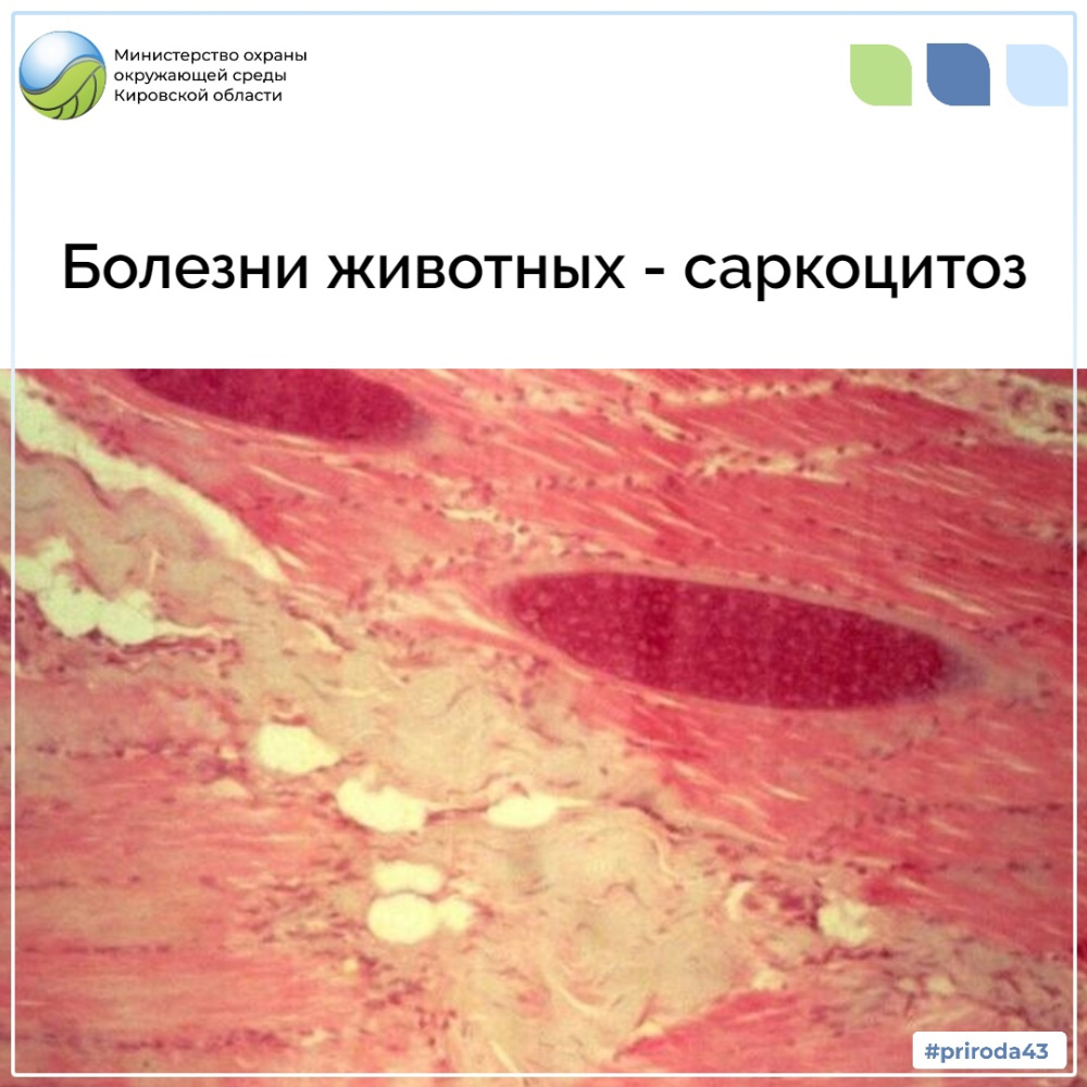 Болезни животных - Саркоцистоз