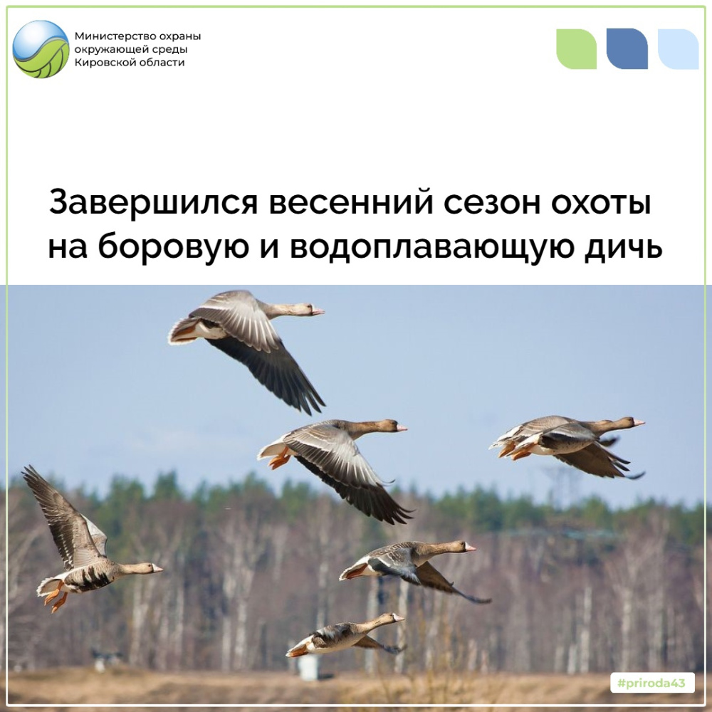 В Кировской области завершился весенний сезон охоты на пернатую дичь