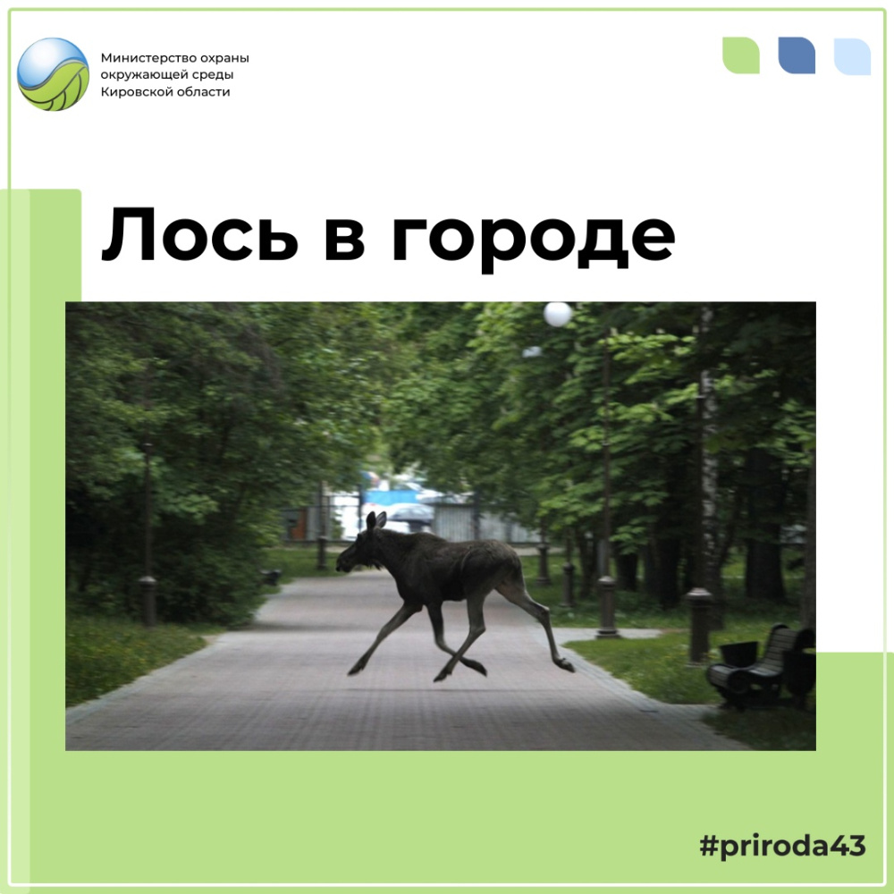 О заходе диких животных в городскую черту