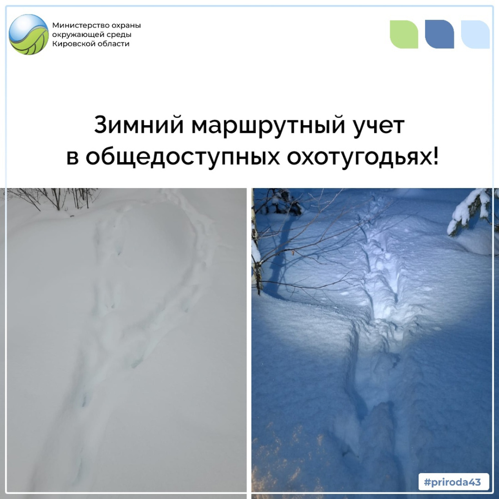 Зимний маршрутный учет в общедоступных охотугодьях