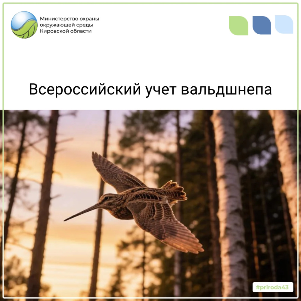 Всероссийский учет вальдшнепа