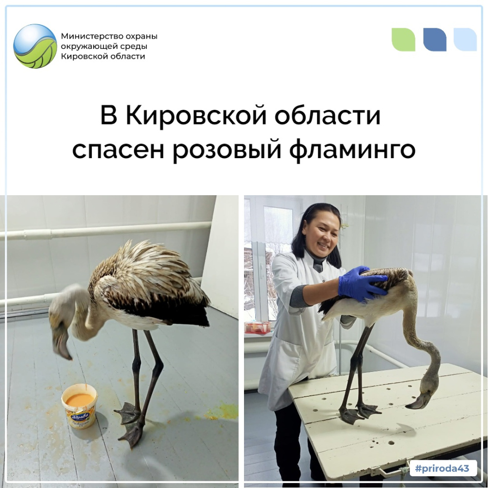 В Кировской области спасен розовый фламинго