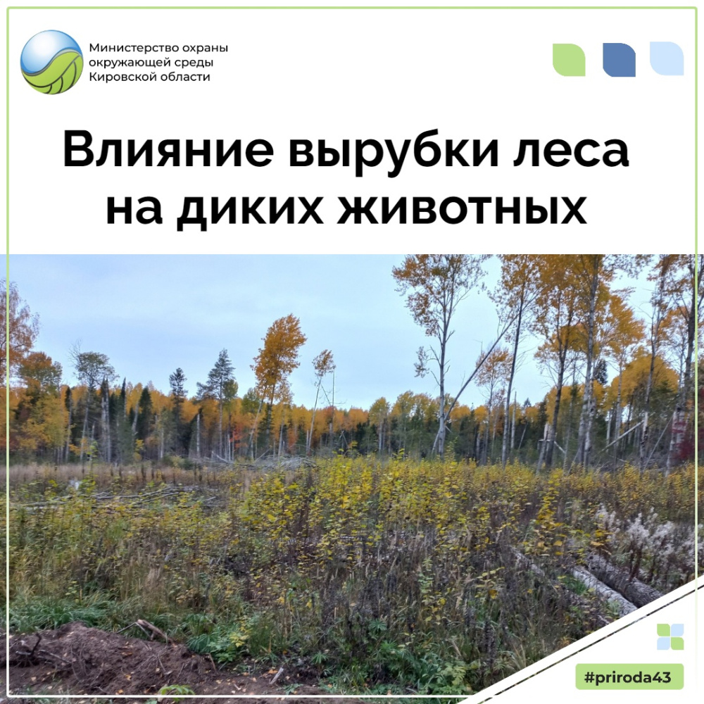 Влияние вырубок леса на диких животных!