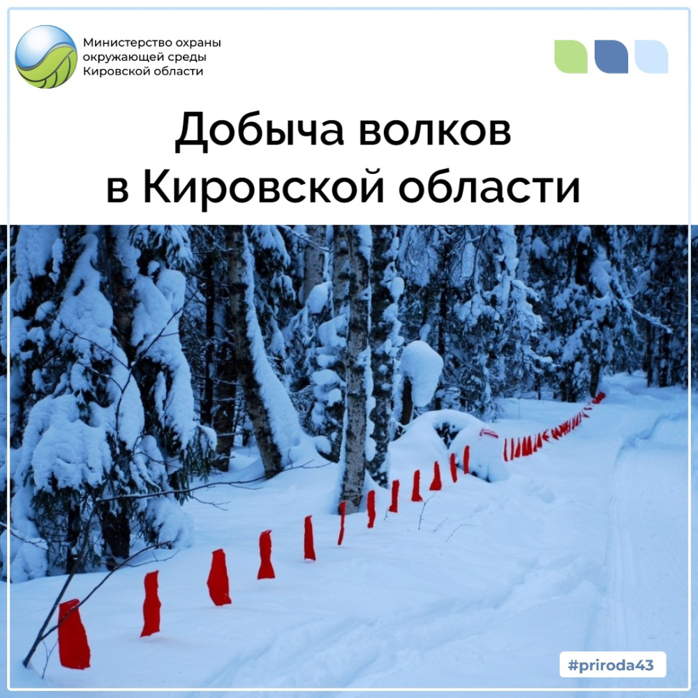 Добыча волков в Кировской области