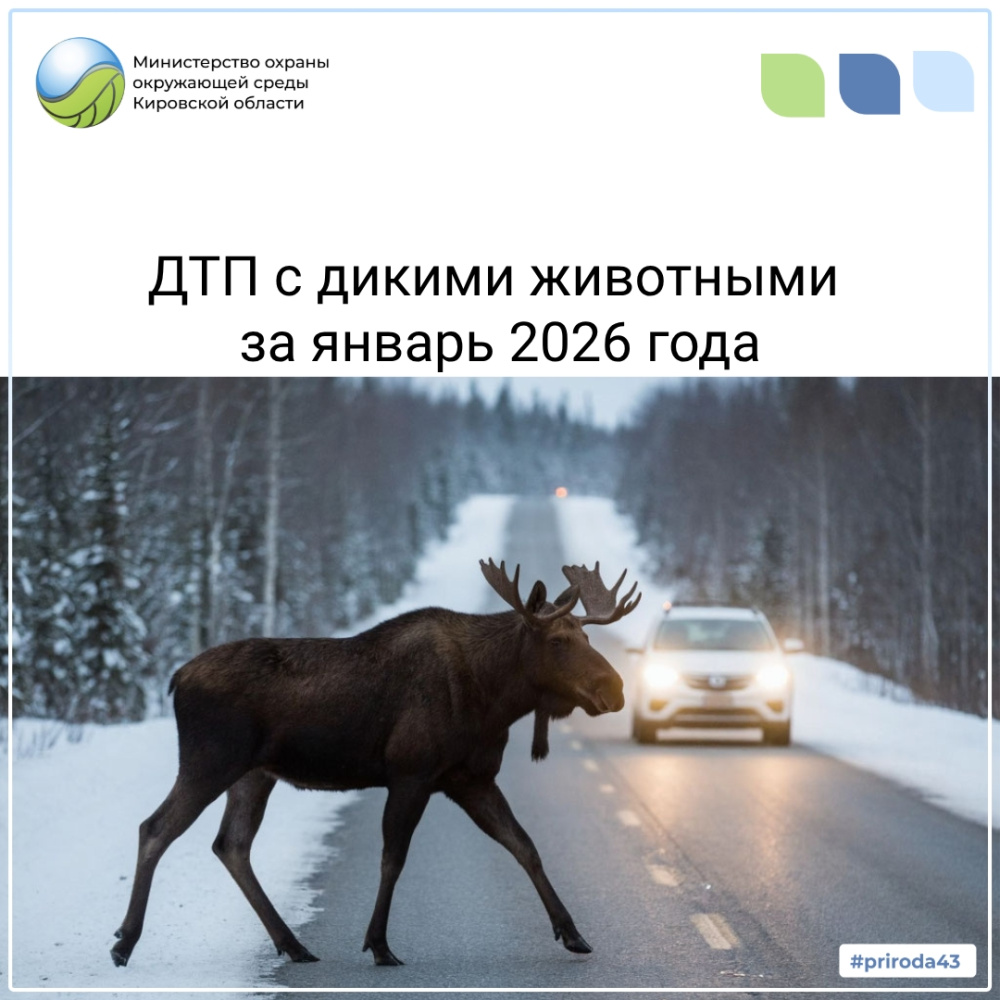 ДТП с дикими животными за январь 2026