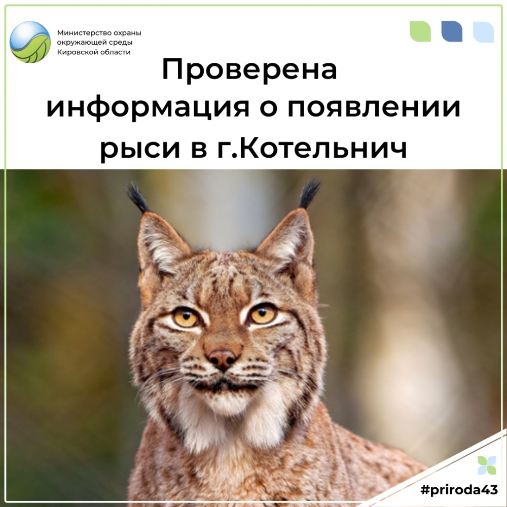 Проверена информация о появлении рыси в г. Котельнич
