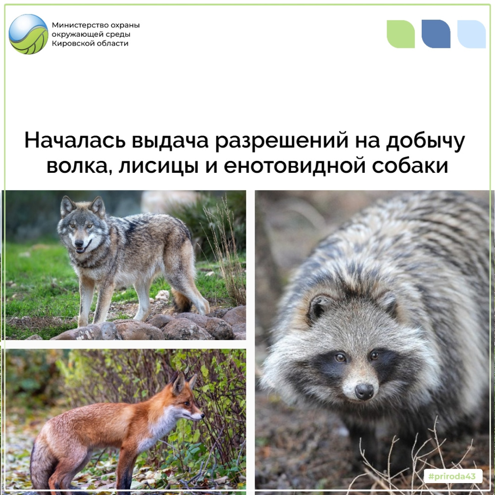 Началась выдача разрешений на добычу волка, лисицы и енотовидной собаки в общедоступных охотничьих угодьях