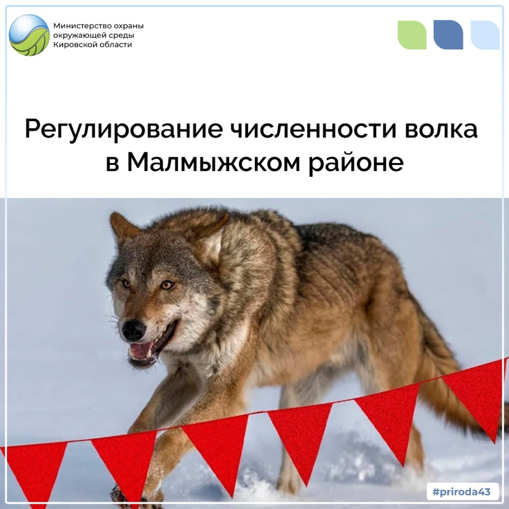 Регулирование численности волка в Малмыжском районе 