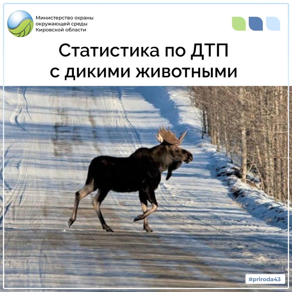 О ДТП с участием диких животных.