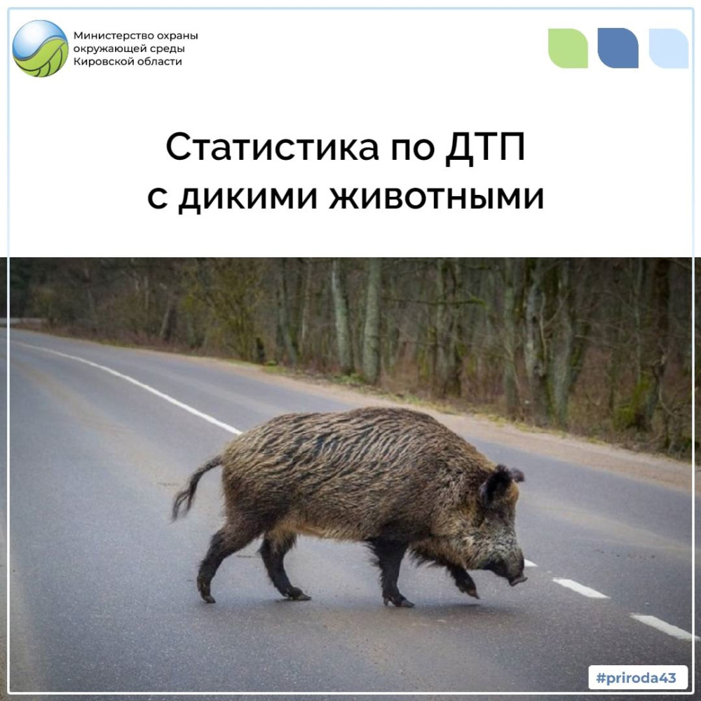Статистика по ДТП с дикими животными
