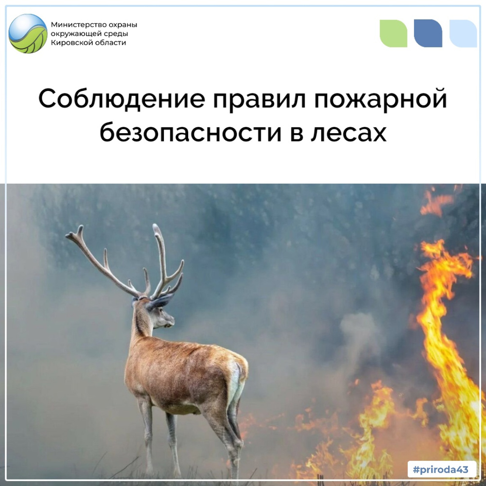 Соблюдение правил пожарной безопасности в лесах