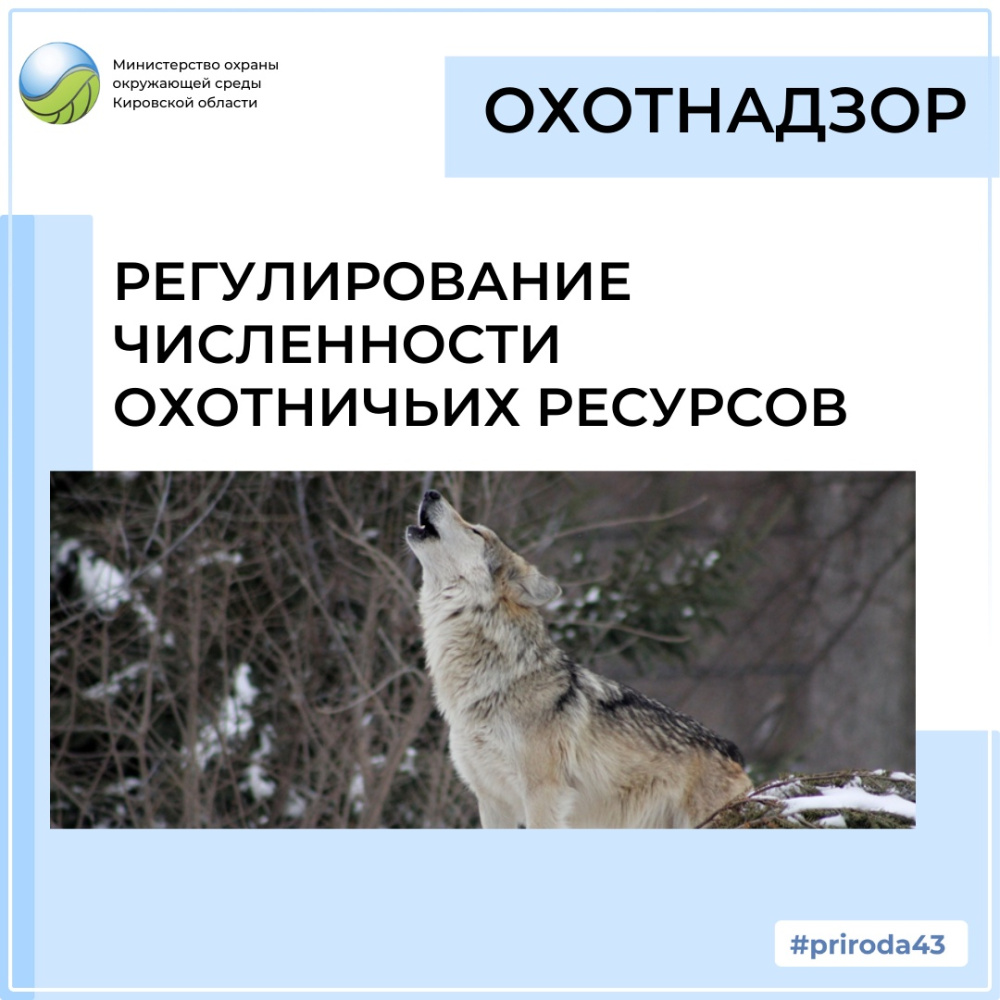 Министерством с начала года принято 30 решений о регулировании численности охотничьих ресурсов