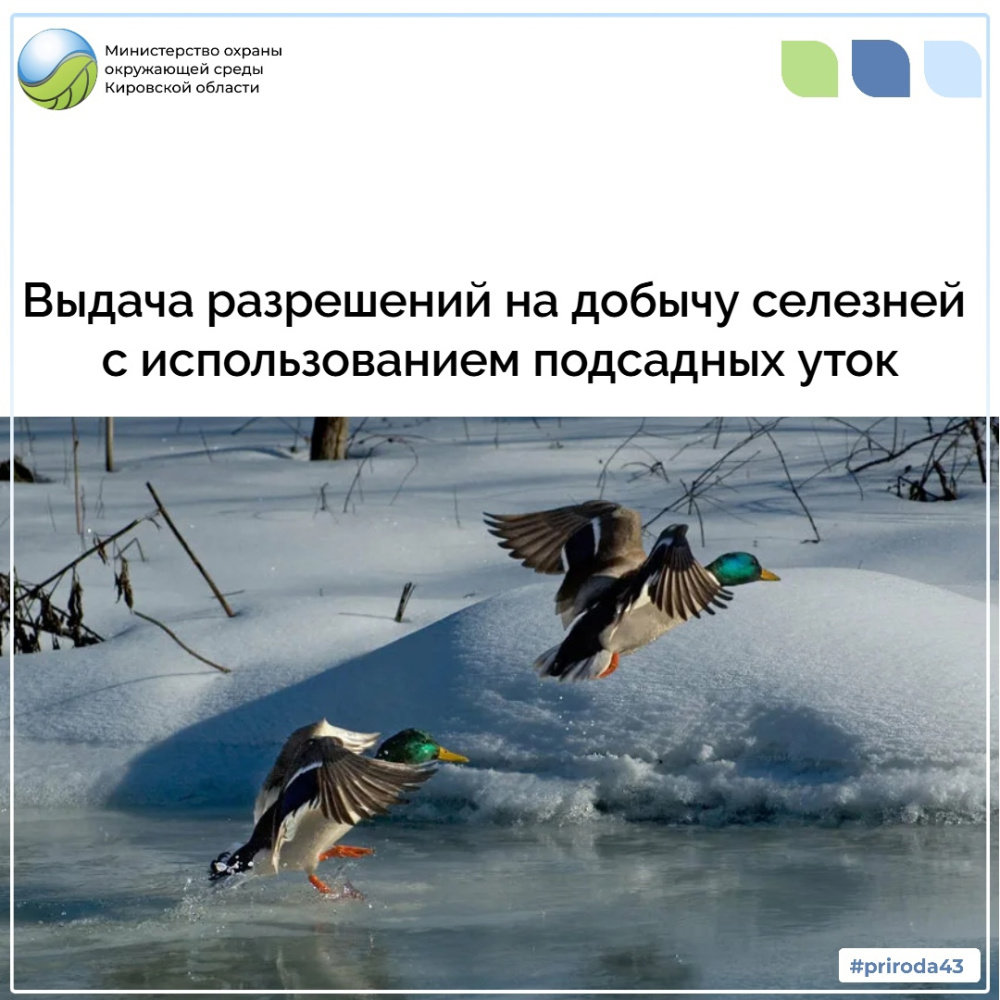 Выдача разрешений на добычу селезней с использованием подсадных уток