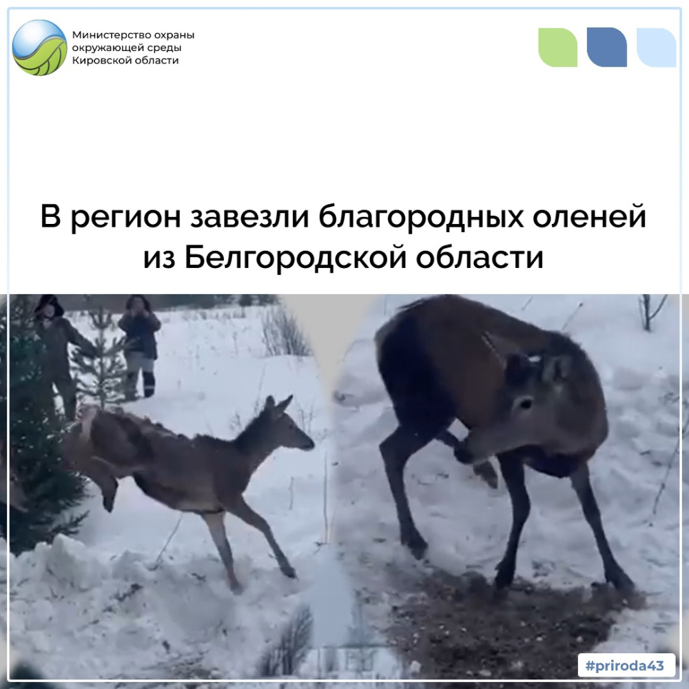 В Кировскую область завезены благородные олени