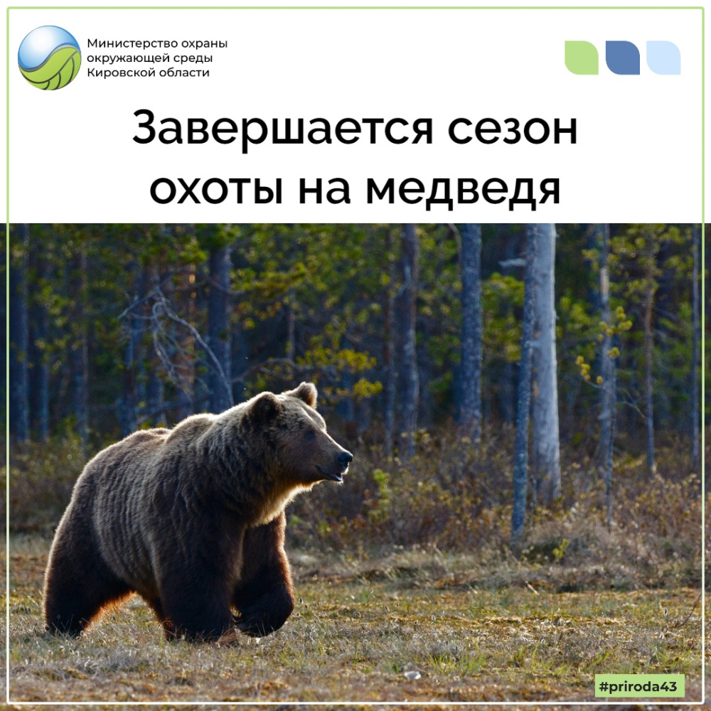 Завершается сезон охоты на медведя