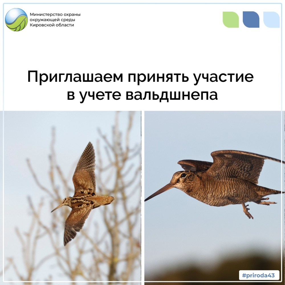 Всероссийский учет вальдшнепа