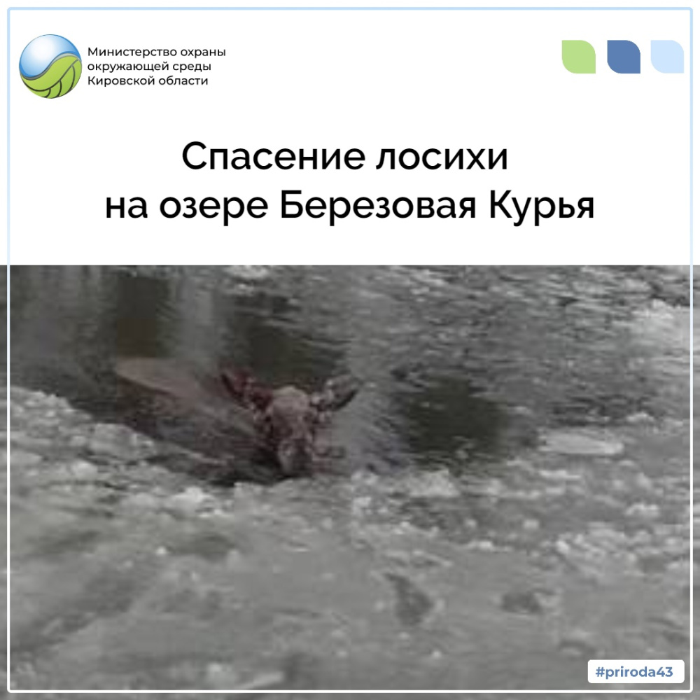 Спасение лосихи на озере Березовая Курья