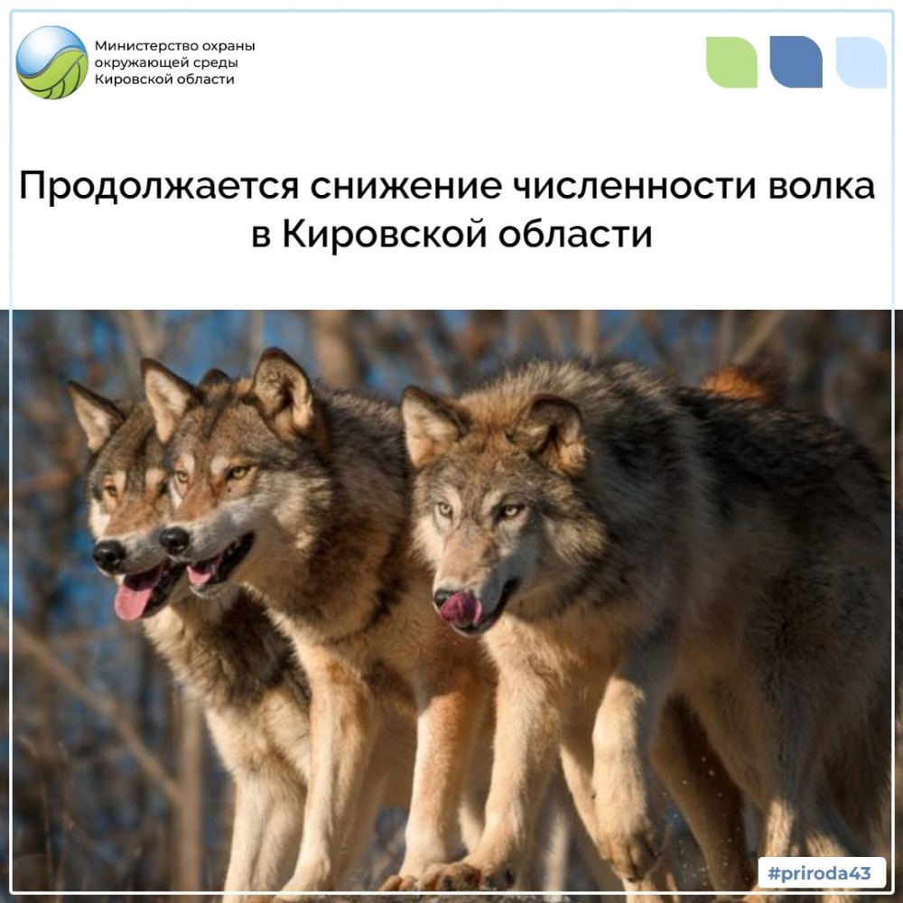 Продолжается снижение численности волка в Кировской области