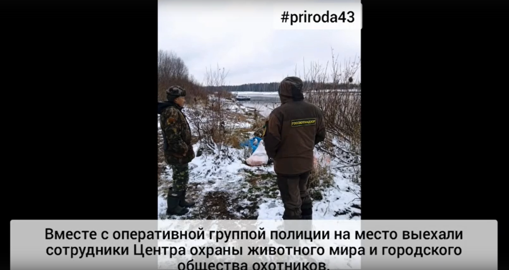 Незаконная добыча лося