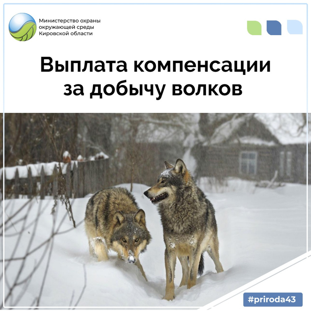 По поручению Правительства Кировской области в первом полугодии 2022 года разработан механизм выплат охотникам, добывающим волков.