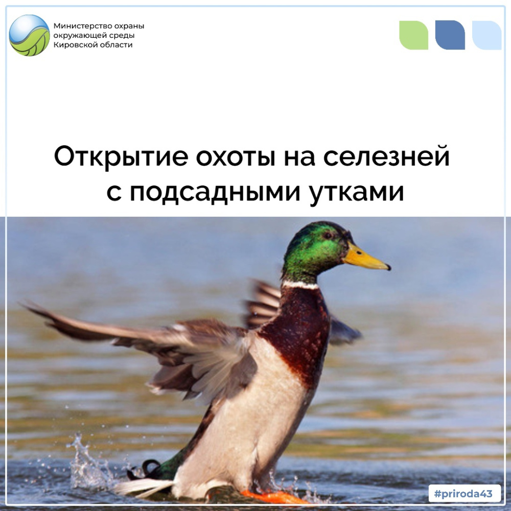 Открытие охоты на селезней с подсадными утками