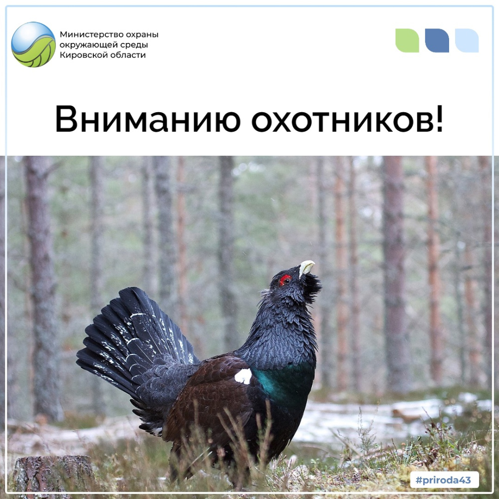 Нормативы изъятия самцов глухаря и тетерева в период весенней охоты