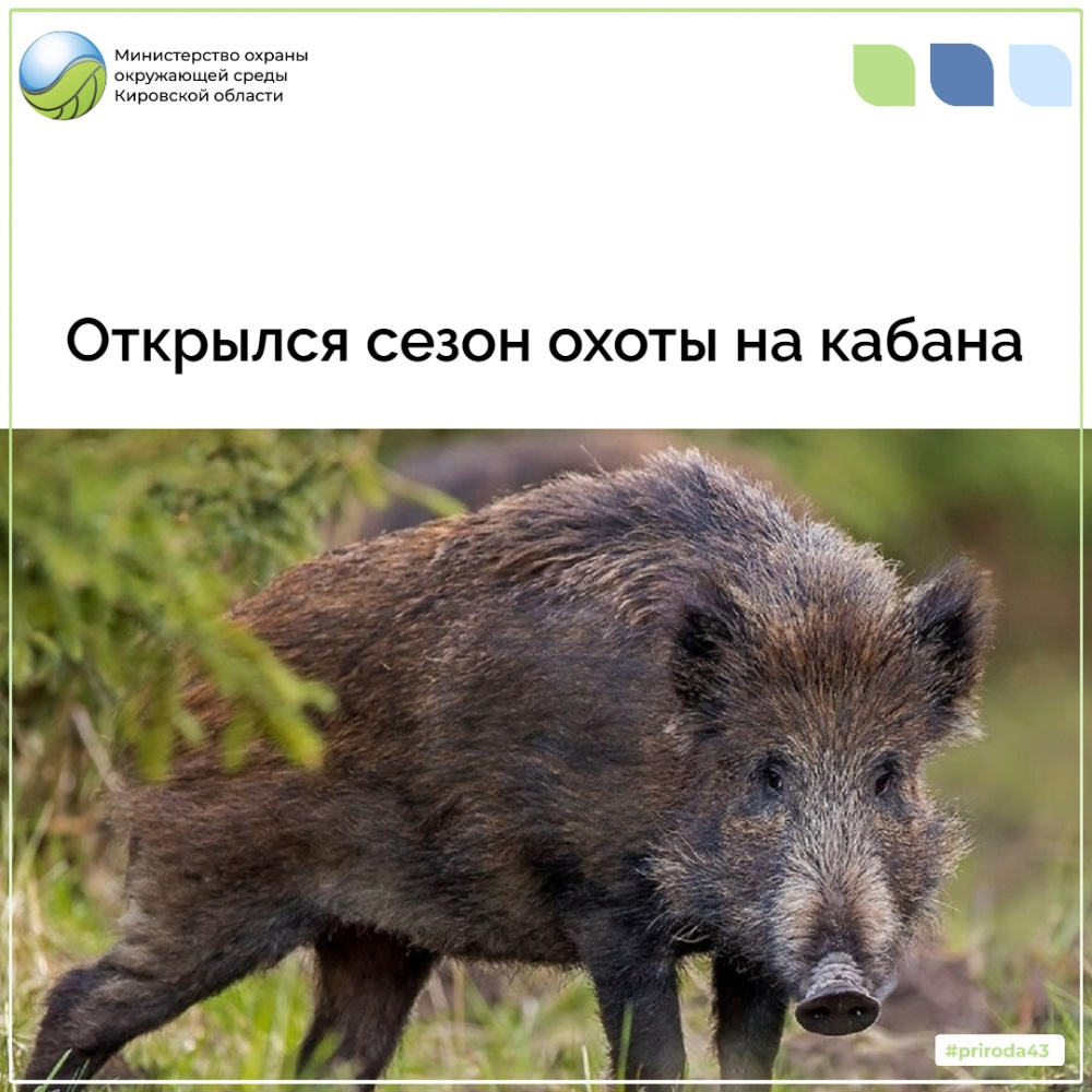 Открылся сезон охоты на кабана