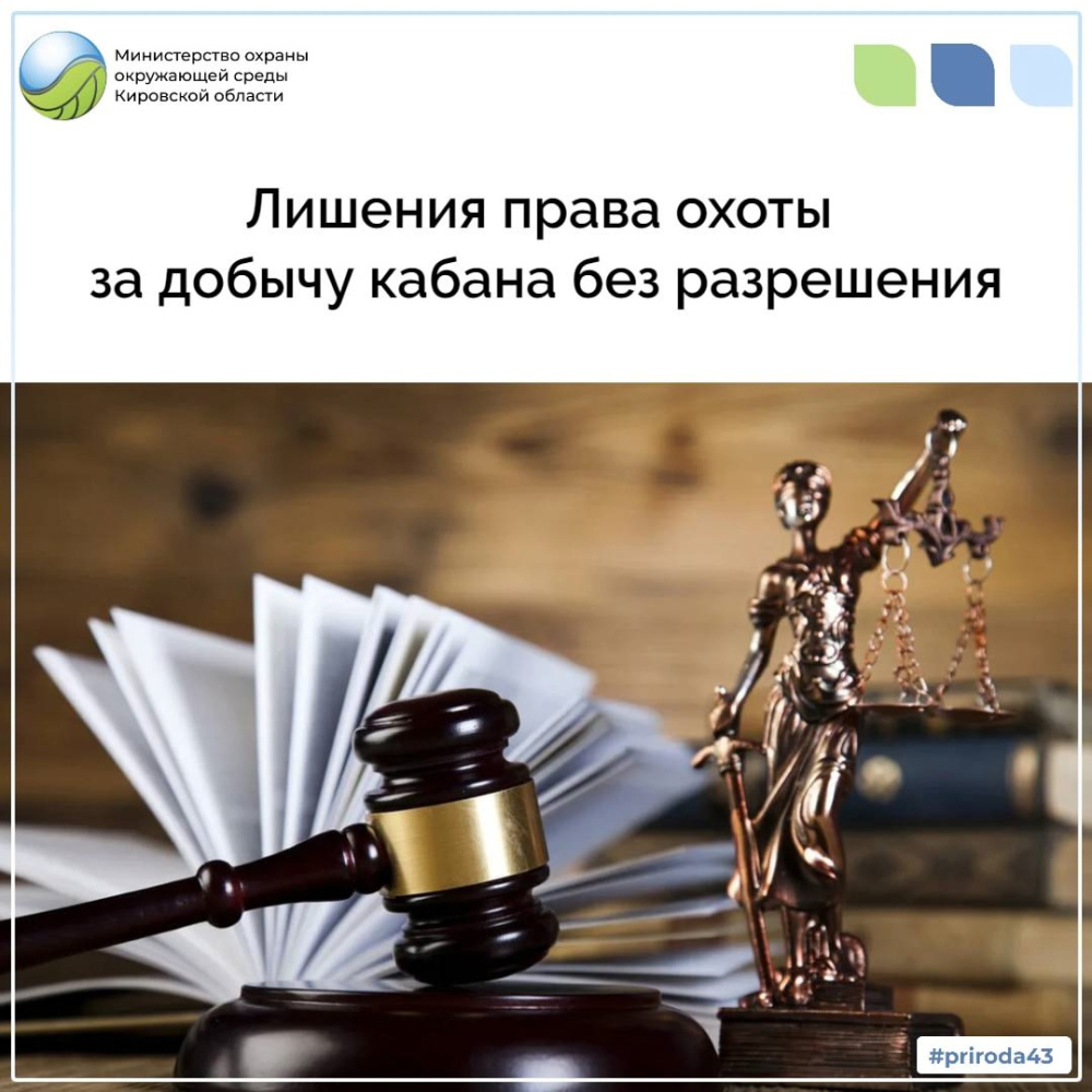 Суд лишил права охоты за добычу кабана без разрешения