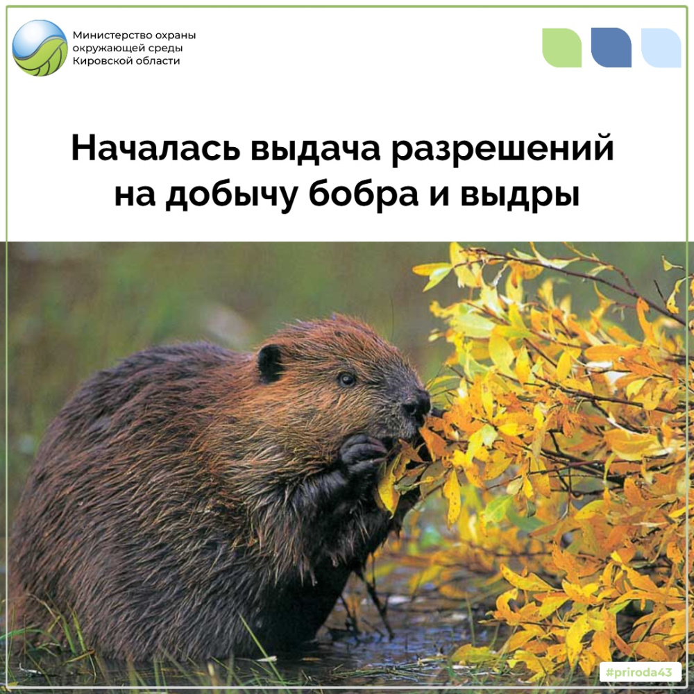 Началась выдача разрешений на бобра и выдру