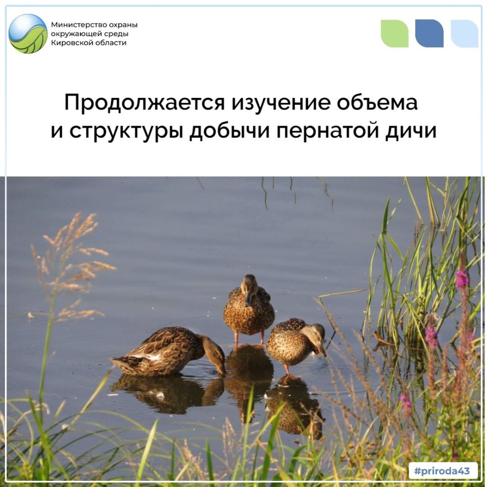 Продолжается изучение объема и структуры добычи пернатой дичи 