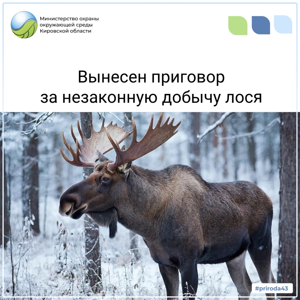 Вынесен приговор за незаконную добычу лося
