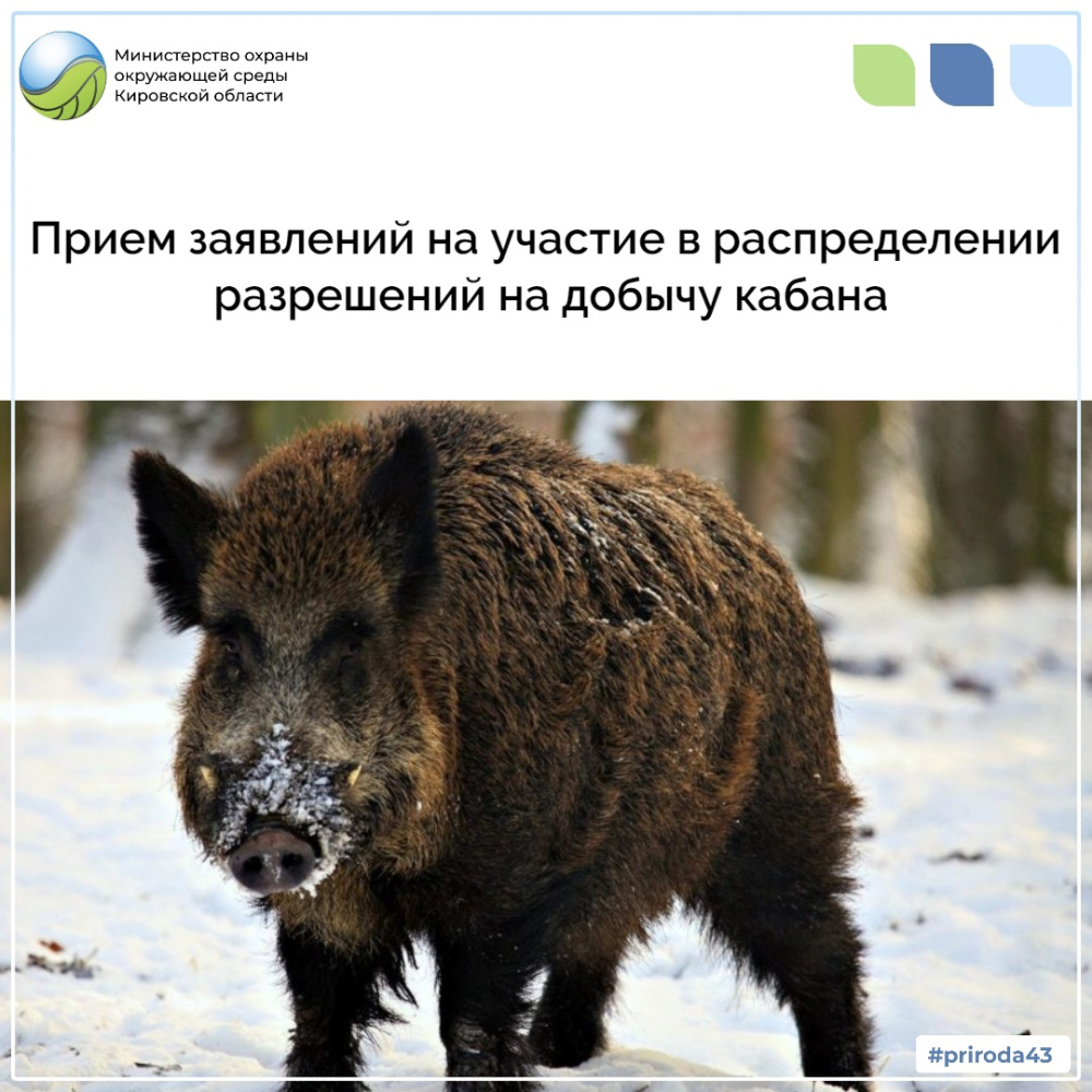 Прием заявлений на участие в распределении разрешений на добычу кабана