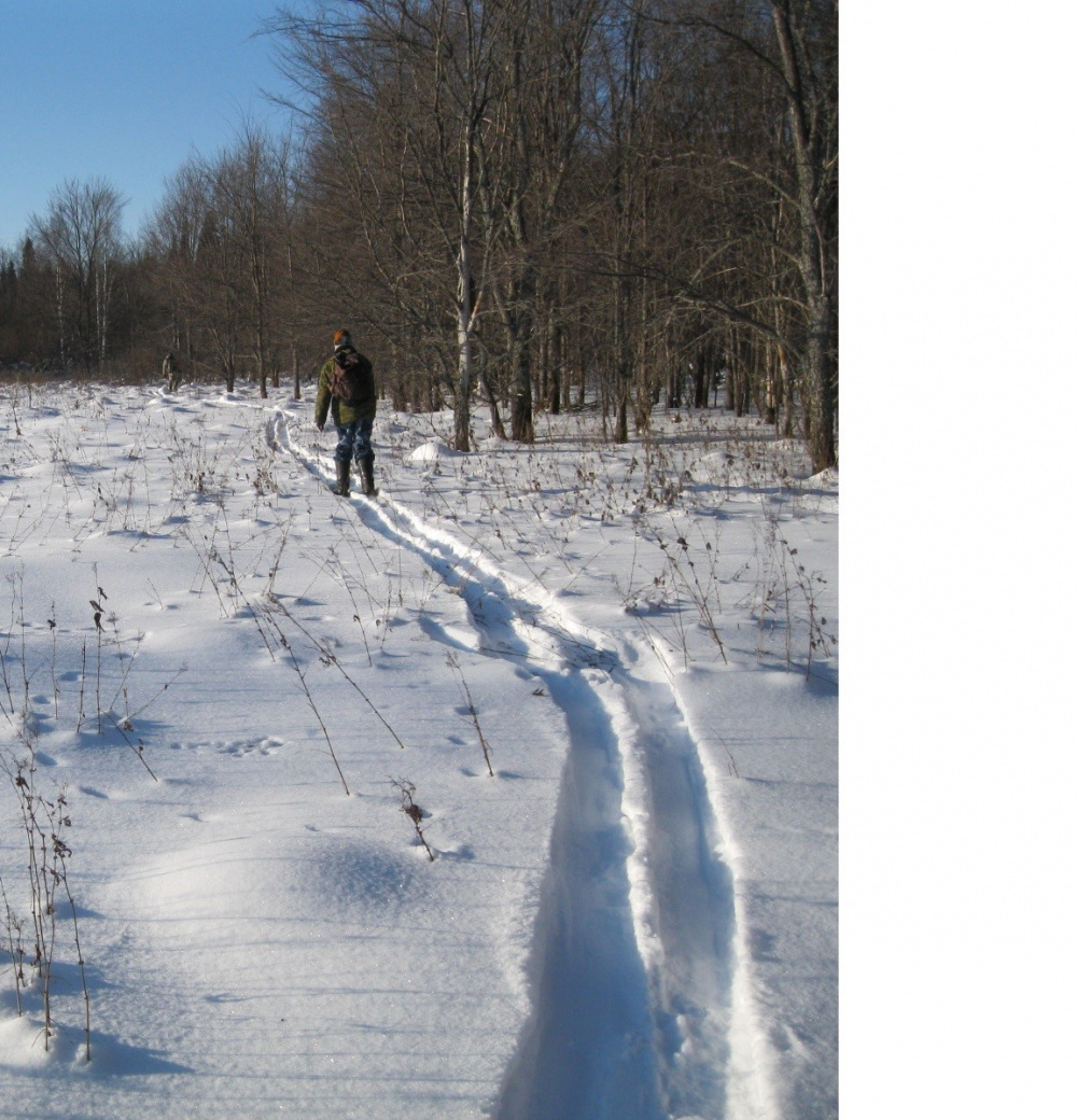 В Кировской области начались зимние учеты охотничьих животных