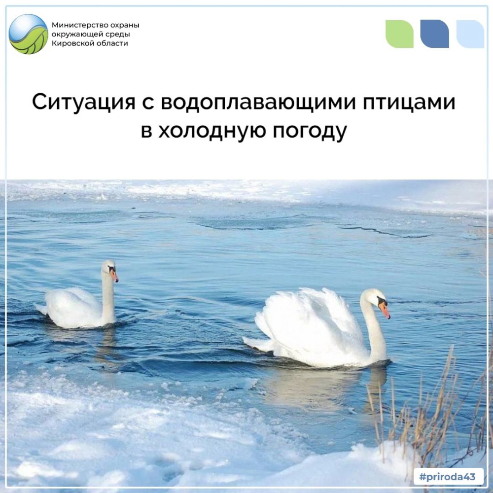 Ситуация с водоплавающими птицами в холодную погоду