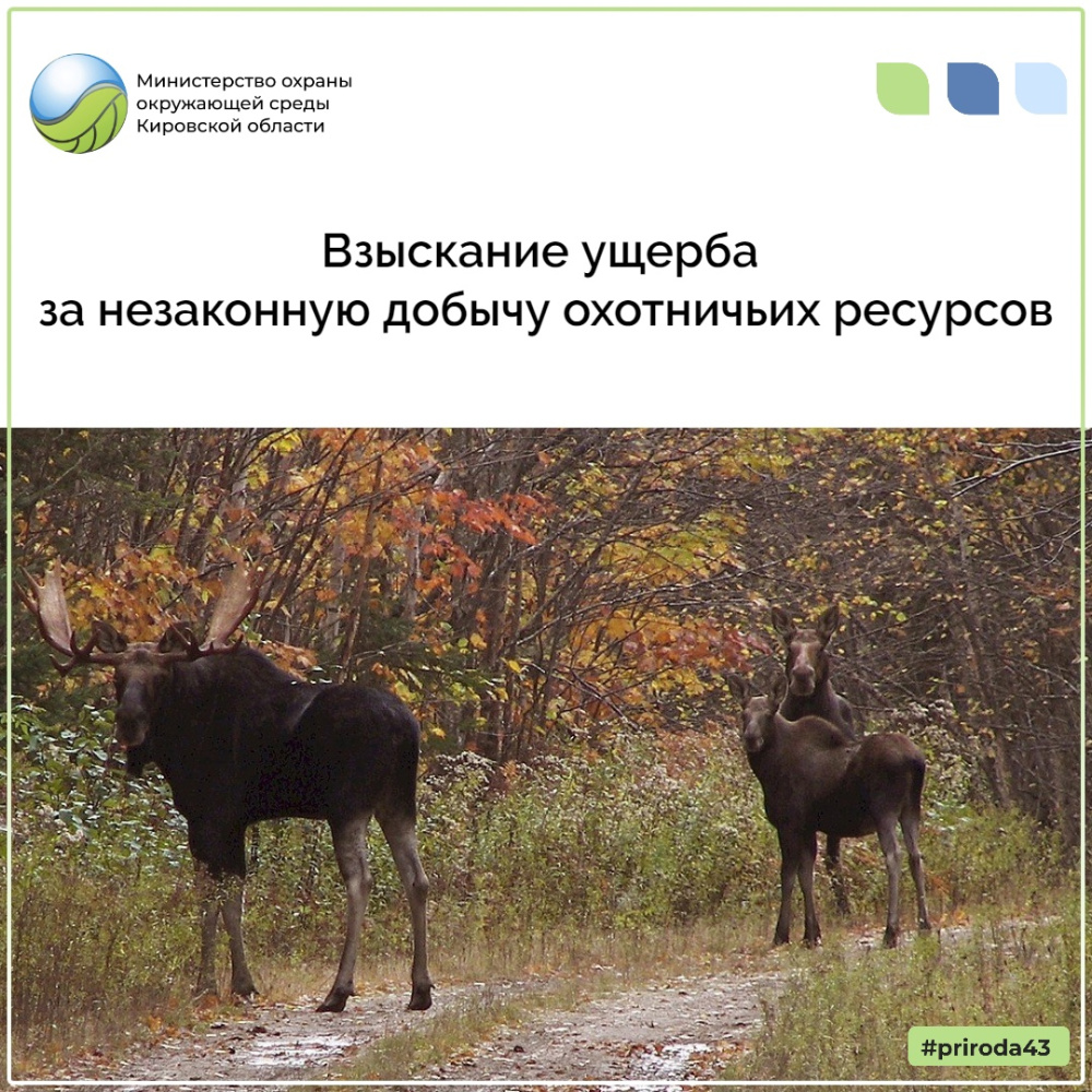 Взыскание ущерба за незаконную добычу охотничьих ресурсов 