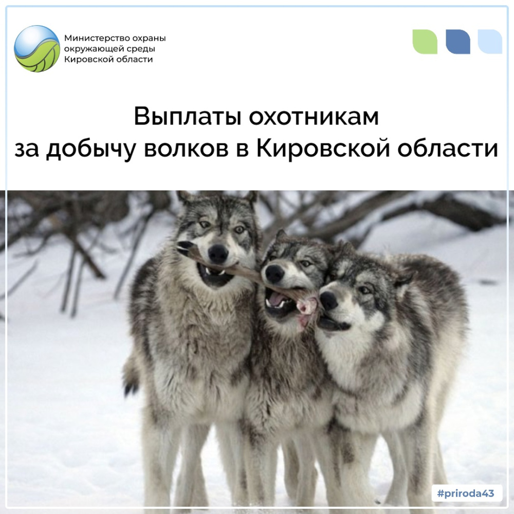 Выплаты охотникам за добытых волков в Кировской области 
