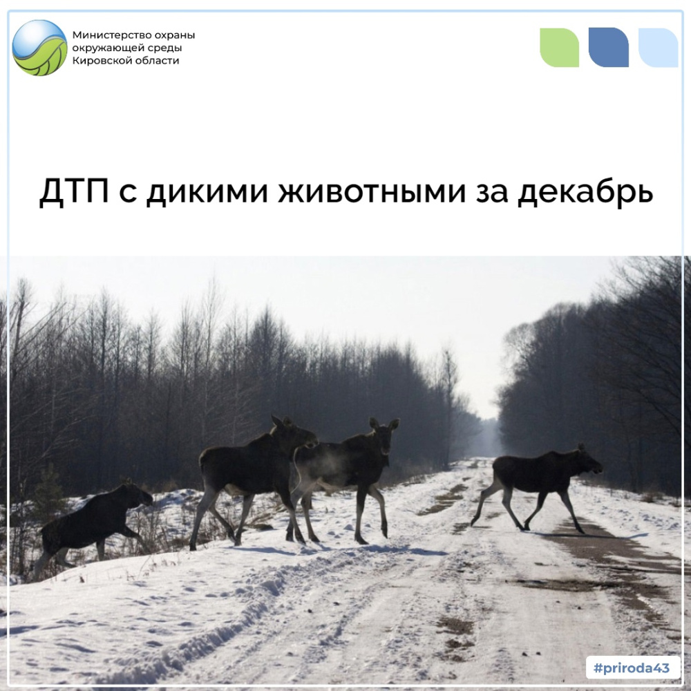 ДТП с дикими животными за декабрь 