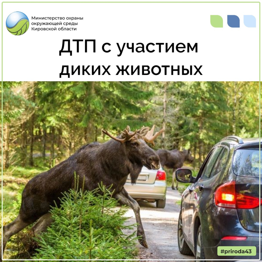 ДТП с участием диких животных