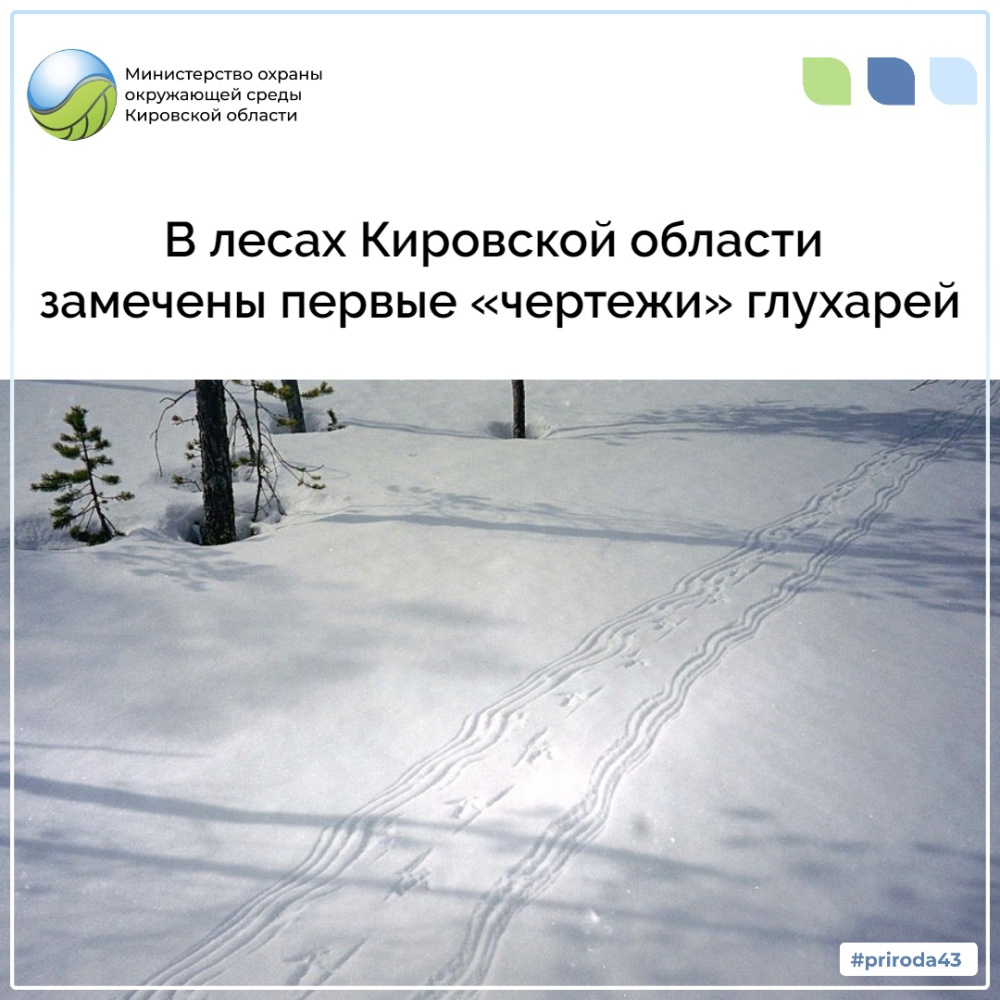 В лесах Кировской области замечены первые "чертежи" глухарей