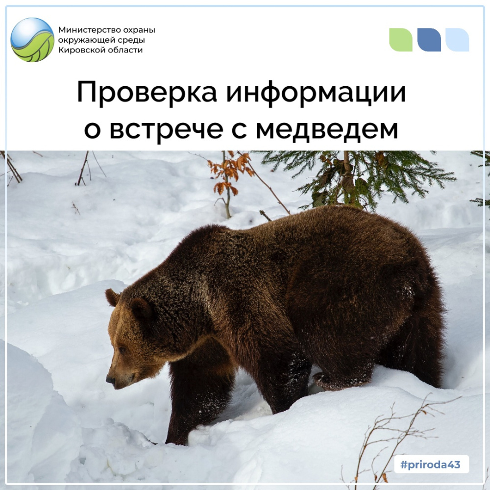 Проверка информации о встрече с медведем 