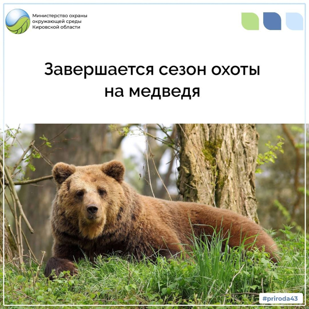 10 июня завершается охота на медведя в весенний период