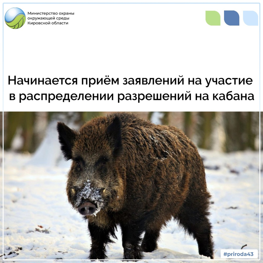 Начинается прием заявлений на участие в распределении разрешений на кабана