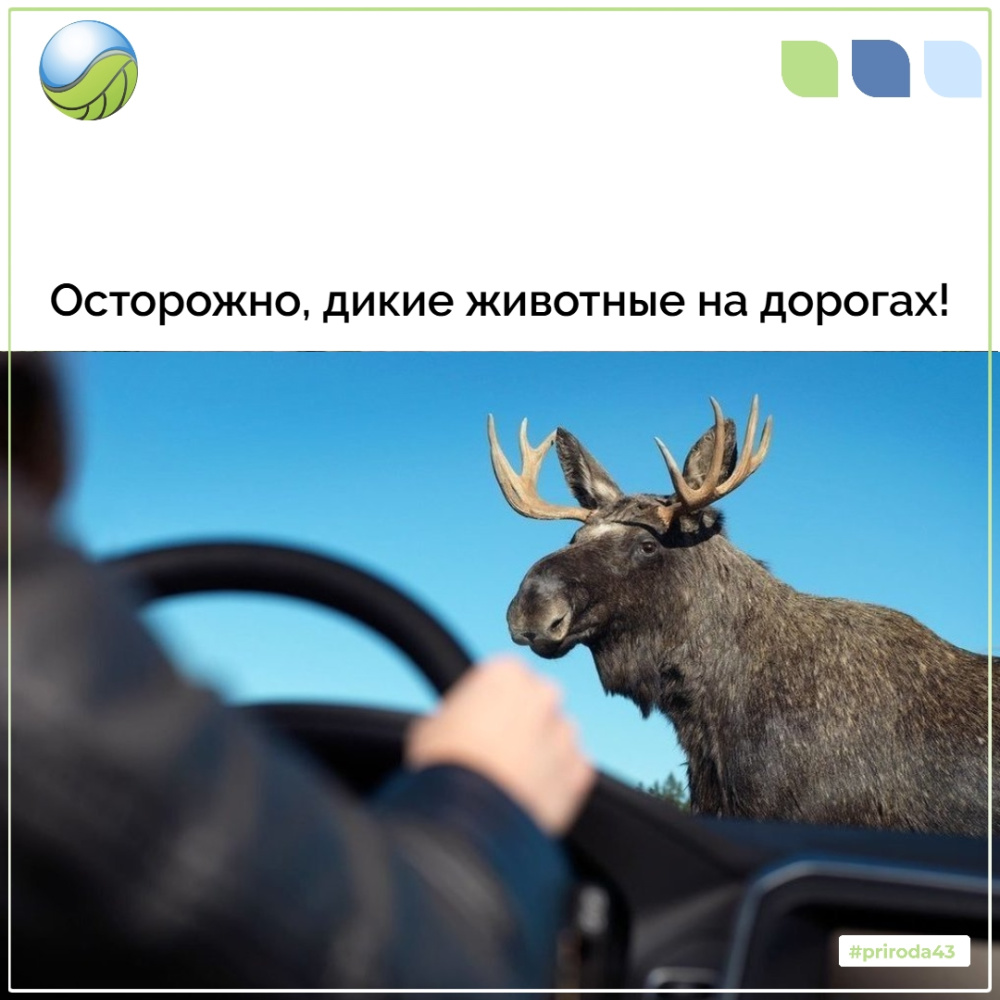 Осторожно, дикие животные на дорогах!